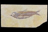 Fossil Fish (Knightia) - Wyoming #150620-1